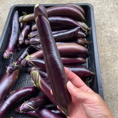 朝取り野菜　茄子　ナスビ　不揃いの画像