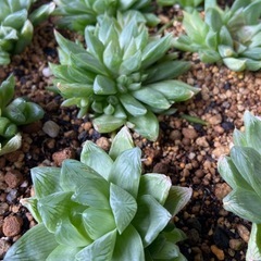 多肉植物　ハオルチア　お得　まとめて