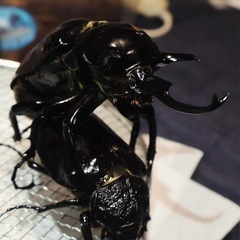 マルスゾウカブト•幼虫♂♀ペア②