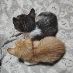 ４匹の子猫の里親募集