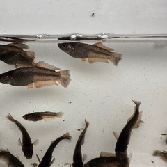 メダカ【デザムヘルド】幼魚~若魚　①ペア(チャチャメダカ様血統)の画像