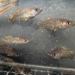 メダカ【デザムヘルド】幼魚~若魚　①ペア(チャチャメダカ様血統)の画像