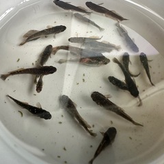 メダカ【デザムヘルド】幼魚~若魚　①ペア(チャチャメダカ様血統)の画像