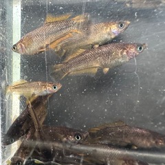 メダカ【デザムヘルド】幼魚~若魚　①ペア(チャチャメダカ様血統)の画像