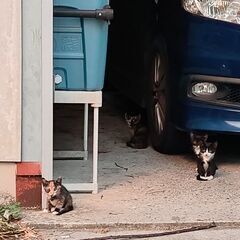子猫里親探してます！