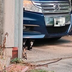 子猫里親探してます！ - 福岡市