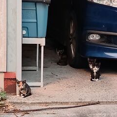 子猫里親探してます！ - 猫