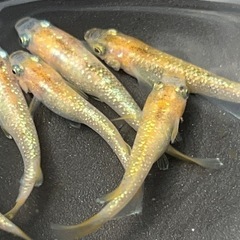 蜜柑　1ペア1000円‼️