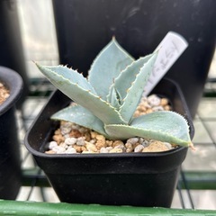 アガベ　ドラゴントゥース　子株の画像