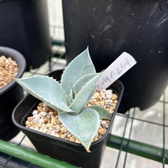 アガベ　ドラゴントゥース　子株の画像