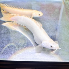 プラチナポリプテルスセネガルス