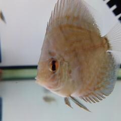 親が血統書付き　ディスカス　旧AJコバルト　稚魚(残り3匹)の画像