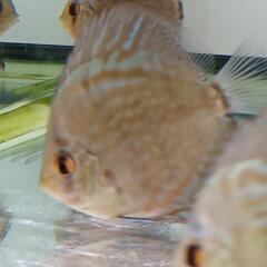 親が血統書付き　ディスカス　旧AJコバルト　稚魚(残り3匹)の画像