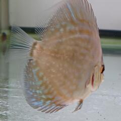 親が血統書付き　ディスカス　旧AJコバルト　稚魚(残り3匹)の画像
