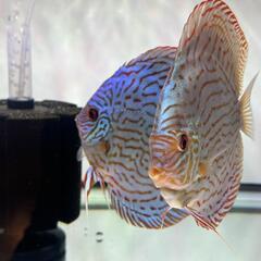親が血統書付き　ディスカス　旧AJコバルト　稚魚(残り3匹)の画像