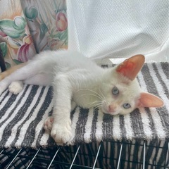 ⑥白ねこオス
