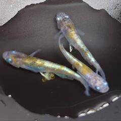 めだか　サファイア　花魁　王華