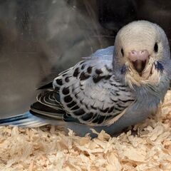 水色セキセイインコ