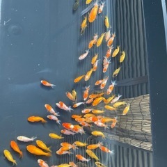金魚　ライオンヘッド(ハネ)
