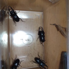 コクワガタ♂40ミリ38ミリ