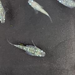 メダカ　5匹　サボテンダルマの画像
