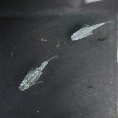 メダカ　5匹　サボテンダルマの画像