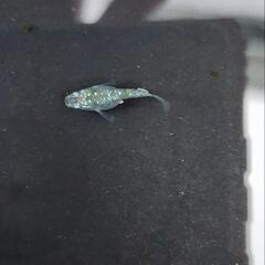メダカ　5匹　サボテンダルマの画像