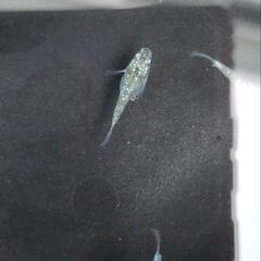 メダカ　5匹　サボテンダルマの画像