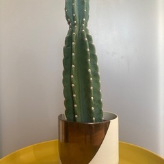 柱サボテン