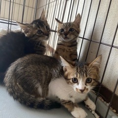 10/13更新 長崎県 子猫