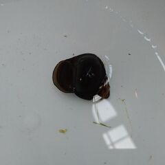 🐚綺麗な川にしか居ないジャンボタニシ🐚