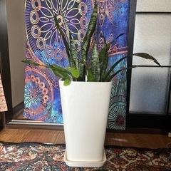 サンスベリア　マイナスイオン　家庭用品 ガーデニング