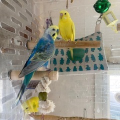 セキセイインコ　6羽 - 札幌市