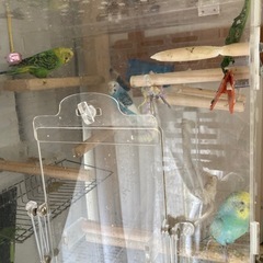 セキセイインコ　6羽 - その他