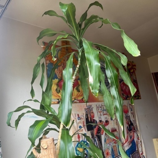 幸福の木　ドラセナ　マッサンギアナ　ガーデニング　風水　縁起　家庭用品 ガーデニング