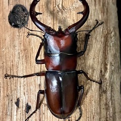 トカラノコギリクワガタ　幼虫　中之島　