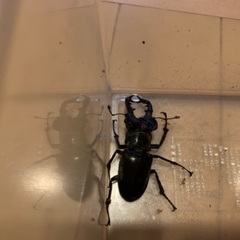 ミヤマクワガタ