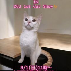 9/1（日）譲渡会。生後5か月足長マンチカン(⋈◍＞◡＜◍)。✧♡ （