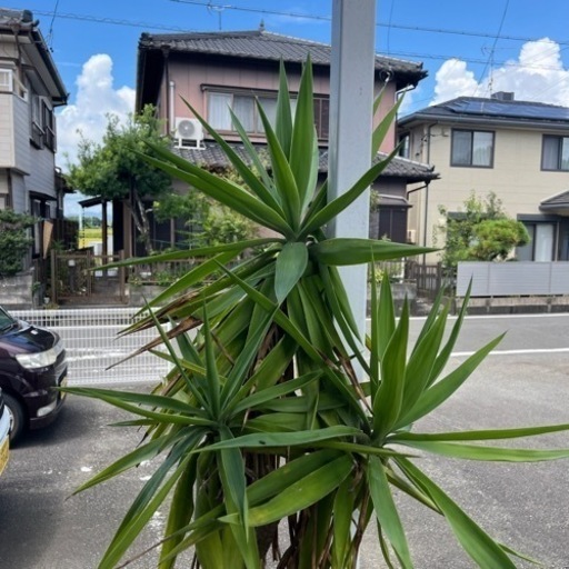 青青年の樹観葉植物　ガーデニング　植木鉢　幸運　成長　進展　発展