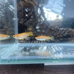 （取引中）楊貴妃ダルマ　1ペア