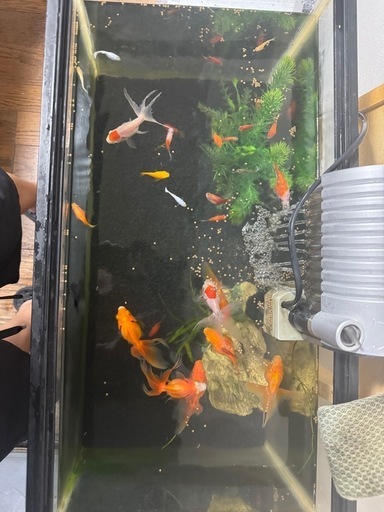 グッピー