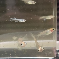 ポニョメダカ選別外