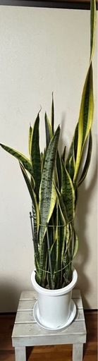 【空気洗浄✨】サンスベリア(トラの尾)