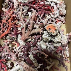 赤珊瑚原木「高知県産」700g