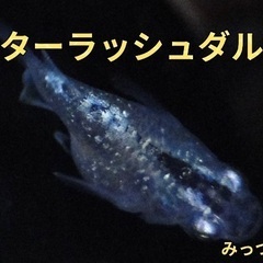改良メダカ生体販売