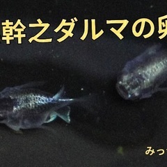 改良メダカ生体販売