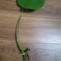 モンステラ　カット苗