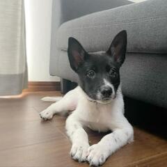 生後2ヶ月 子犬