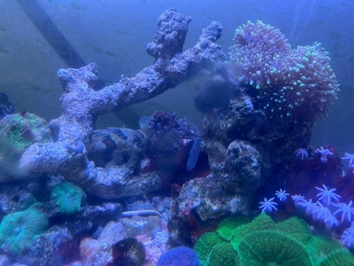 ガラス水槽  big super SET cheap summer 