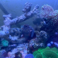 ガラス水槽  big super SET cheap summer の画像